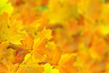 Image showing autumn leafs