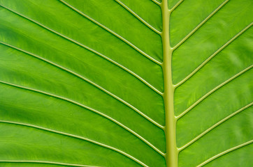 Image showing  leaf texture 