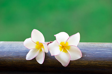 Image showing Pink frangipani flowers 