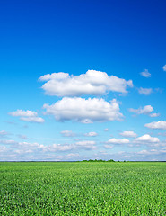 Image showing green field