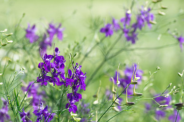 Image showing  flower 