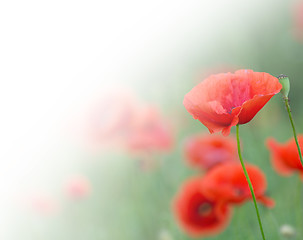 Image showing closeup of red poppy on cereal field