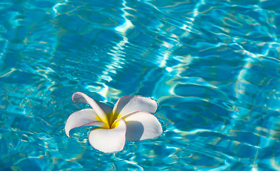 Image showing frangipani flower 