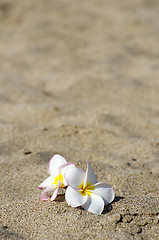 Image showing  flowers Plumeria alba 