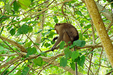 Image showing Monkey 