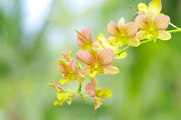 Image showing  orchid on green 