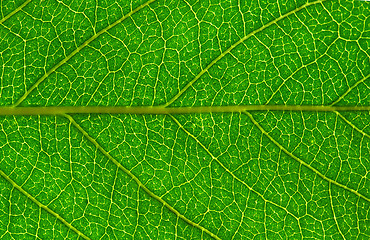 Image showing  leaf  background