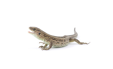 Image showing lizard 