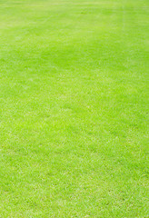 Image showing  green grass