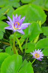 Image showing lotus 