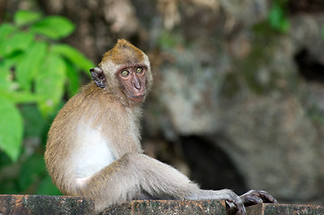 Image showing monkey 