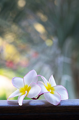 Image showing  frangipani flowers 