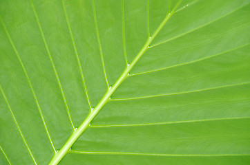 Image showing  leaf texture 