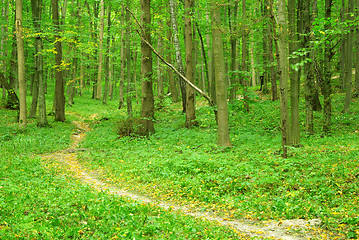 Image showing  forest