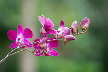 Image showing orchid 