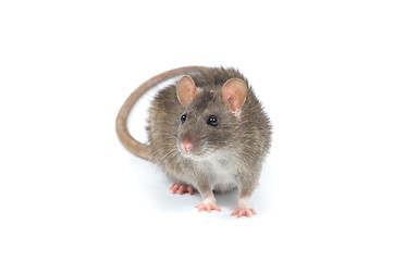 Image showing rat 