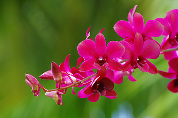 Image showing  orchid 