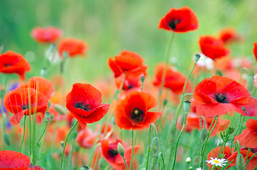 Image showing  red poppy 