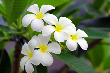 Image showing Frangipani flowers 