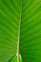 Image showing green leaf 
