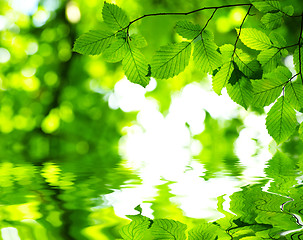 Image showing green leaves