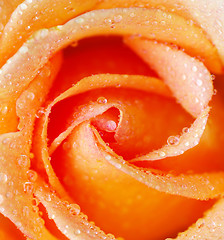 Image showing rose