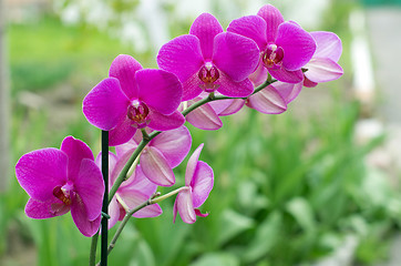 Image showing orchid 