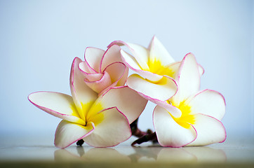 Image showing flowers frangipani