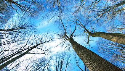 Image showing winter forest 