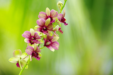 Image showing beautiful orchid 