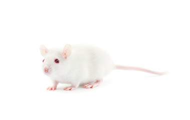 Image showing  rat 