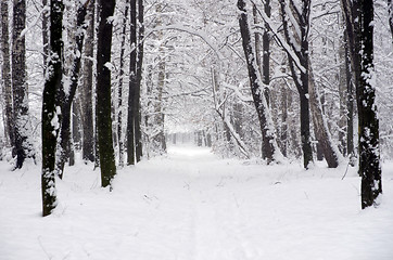 Image showing  winter forest  