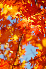 Image showing autumn leaves 