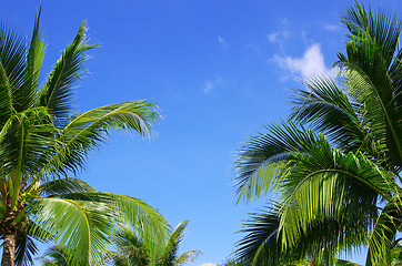 Image showing  palm tree on sky 