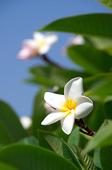 Image showing white plumeria flowers 