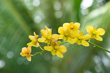 Image showing orchid 