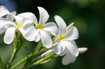 Image showing white plumeria flowers 