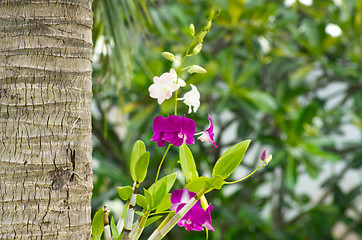 Image showing  orchid 