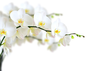 Image showing White orchid