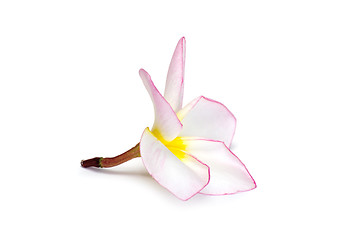 Image showing Frangipani flower 