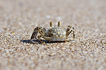 Image showing crab 