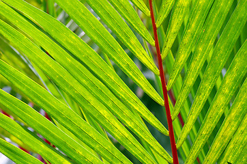 Image showing green leaf 