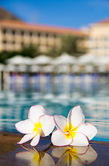 Image showing  flowers Plumeria  