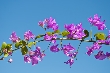 Image showing Bougainvillea