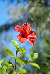 Image showing Red Hibiscus