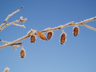 Image showing Rime