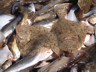 Image showing Fish