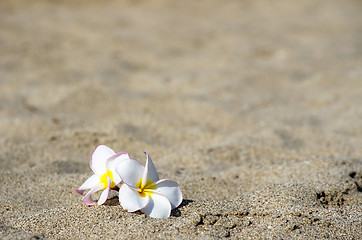 Image showing  flower Plumeria 