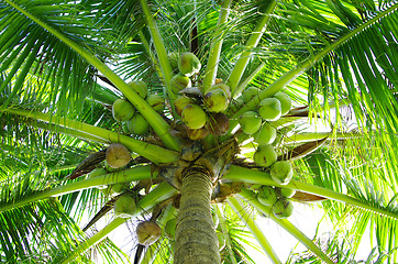 Image showing  palm tree 