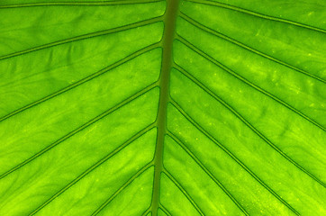 Image showing  leaf texture 